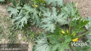 Кабачок МАРСЕЛЛА F1 : MARSELLA F1 (Enza Zaden)