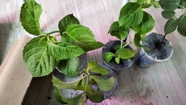 Распаковка посылочки от Натальи, канал 6соток на Урале смотреть онлайн