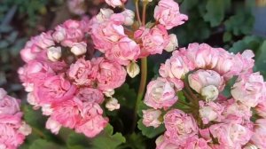 Обзор пеларгонии в начале августа(1часть)