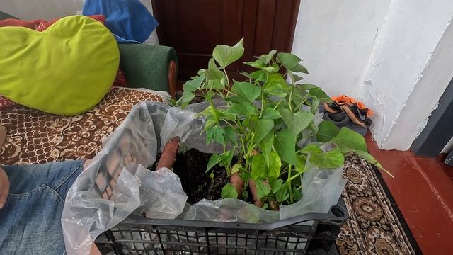 БАТАТ. ПІДГОТОВКА ЧЕРЕНКІВ ТА ВИСАДКА У ГРУНТ