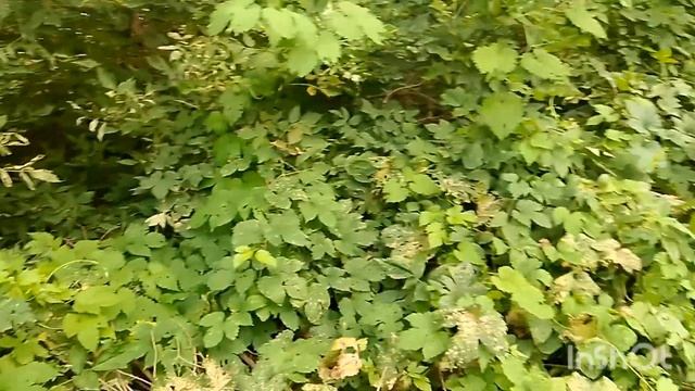 Дачи затопило, уровень Урала продолжает расти.