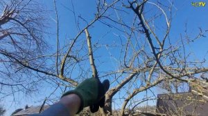 ОБРЕЗКА ЯБЛОНИ которую НИКОГДА НЕ ОБРЕЗАЛИ! Эти 5 сове?