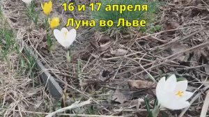 🍅ЛУННЫЙ ПОСЕВНОЙ КАЛЕНДАРЬ на АПРЕЛЬ🥦