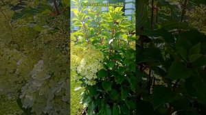КРАСА ЛЕСКОВО Гортензия Метельчатая- Первый Российск?