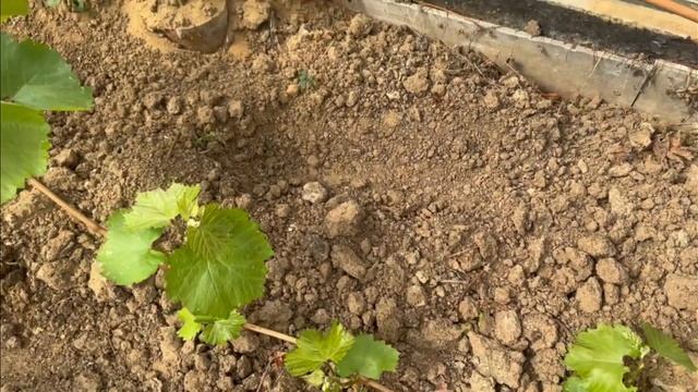 Виноград в теплице конец апреля. Нормировка куста поб смотреть онлайн