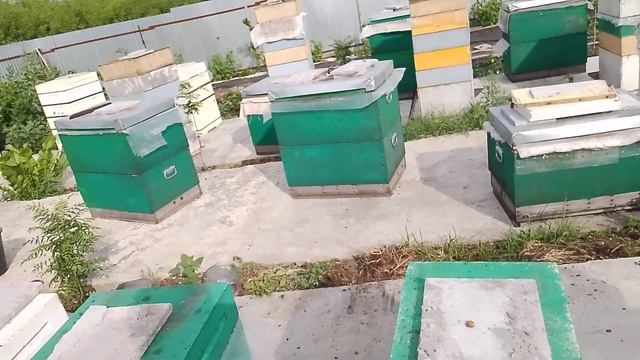 В отводке два 8 рамочных корпуса меда 😀. Почему пчелы ? смотреть онлайн