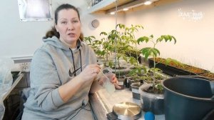 Уход за томатами после пикировки в марте.