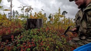 18 ВЁДЕР БРУСНИКИ. НАБРАЛ СТОЛЬКО ЯГОД ЧТО НЕ УНЕСТИ. ТАЁЖНЫЙ ПРОМЫСЕЛ НА СЕВЕРЕ. СБОР ДИКОРОСОВ