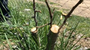 Как делать #Прививка деревьев весной