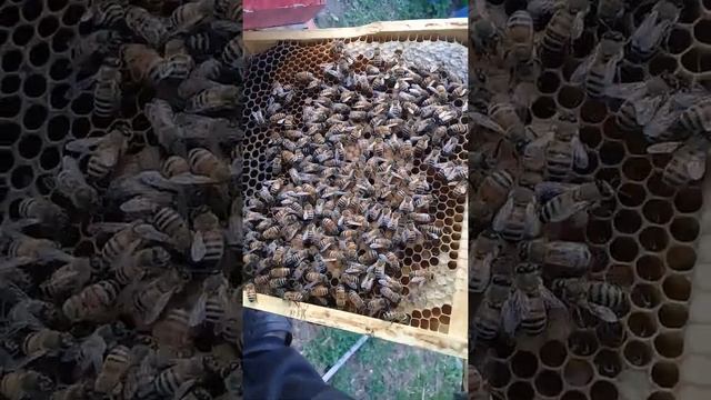 Нуклеус мини плюс!