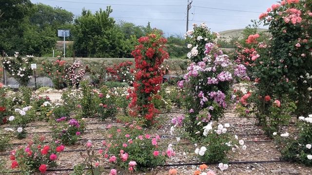 Начало цветения роз. Питомник Роз Полины Козловой rozariu смотреть онлайн