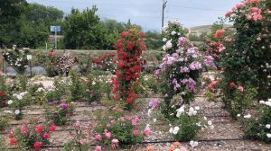 Начало цветения роз. Питомник Роз Полины Козловой rozariu