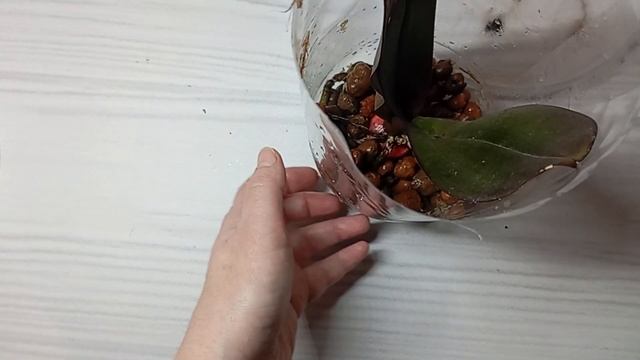 🌺 Легкий способ как нарастить корни у орхидеи