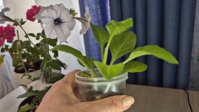 Обрезка и формирование петунии Тайдал Сильвер и Софис смотреть онлайн