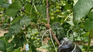 Сорт винограда кишмиш ЛИЛИТ на 25.06.2025г.