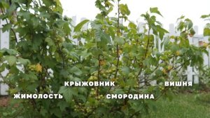 Сад для ленивых Советы ландшафтного дизайнера