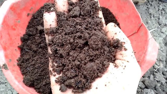 Применение биогумуса для посадки рассады.Всходов кул?