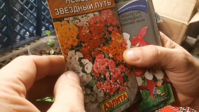 ПОСЕЙТЕ В ЯНВАРЕ ЭТИ ЦВЕТЫ, красивые и неприхотливые Д смотреть онлайн