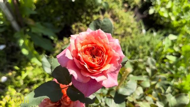 #15 Долгожданная ♥️♥️вторая волна цветения коллекци? смотреть онлайн