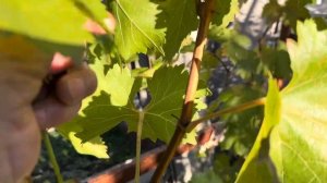 Виноград 🍇 к-ш Коктейль