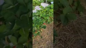 Сорт клубники Джуси. 09.05.2025 г.Ставрополь