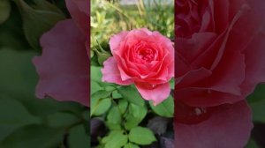 Японская роза «Корал Желе» Первогодка моего сада. Оста?