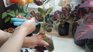 Колеусы..Новые сорта..Черенкование 2 способа..Пикировк?