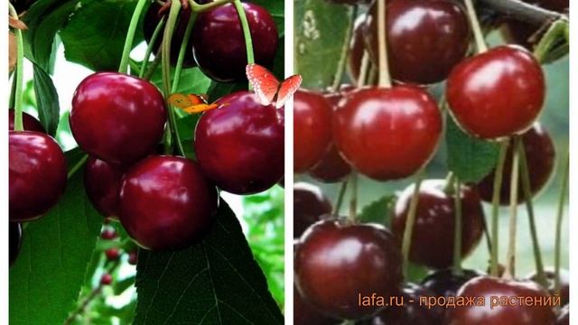 Вишня плодовая Прима-Метеор (prima-meteor) 🌿 обзор: как сажа
