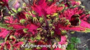 Огромная коллекция колеусов 266 сортов с названиями