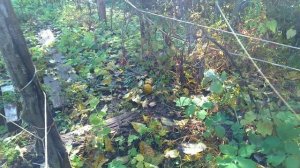 Урожайный огород Татьяны новое видео встречаем осень