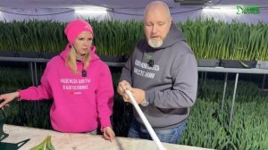 Секреты выращивания тюльпанов, умная теплица и хозяйк