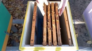 Осталась матка и 30 пчел! Как спасти семью поздней осен?