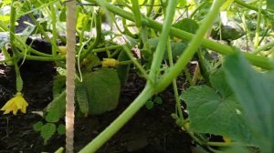 Огурец НЕЖИНСКИЙ