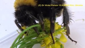Как Покормить на Руке Мохнатого Земляного Шмеля Bombus ter