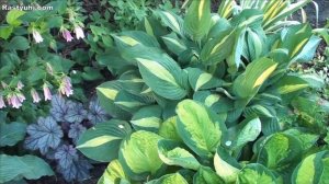 Хосты в южном саду. Обзор моих хост. Болезни хосты.