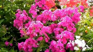 Сад  Мечты   Юрия  Марковского