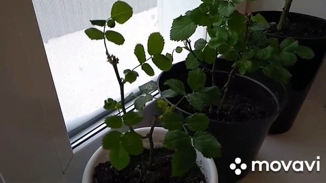 РОЗЫ ИЗ ЧЕРЕНКОВ . КАК ИДЁТ РАЗВИТИЕ? смотреть онлайн