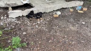 Моя заброшенная дача. Борюсь с травой. Встретили рассв
