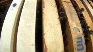 Первый отводок по методу Цебро