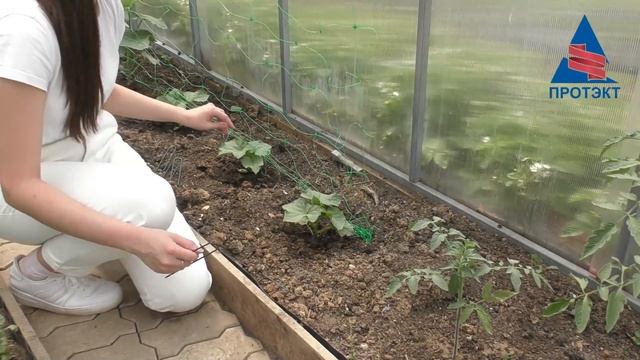 Монтаж сетки для огурцов в теплице смотреть онлайн