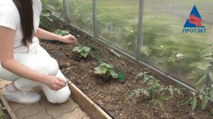 Монтаж сетки для огурцов в теплице