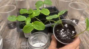 Только так выращиваю рассаду огурцов! Китайский метод