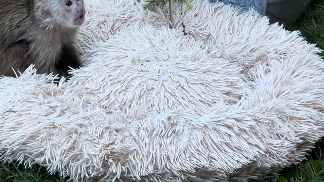 Финик стал обгрызать деревья, играться с солнышком и в смотреть онлайн