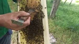 Объединение семей пчел перед  главным взятком. Объеди?