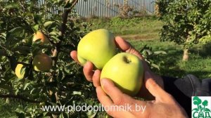 Яблоня сорт Зимнее лимонное в питомнике растений в 2015