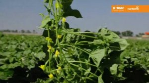 🥒 Проликс F1 семена огурца партенокарпического (Nunhems /