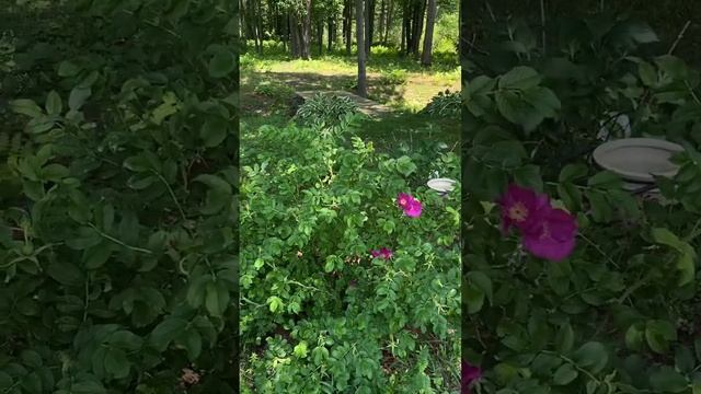 Третий раз цветет шиповник смотреть онлайн