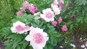 3-я неделя цветения пионов закончилась. Пиллоу Ток, Ду ?