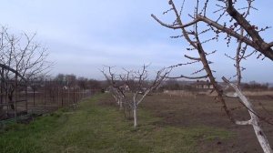 ЭТО ТВОРИТ ЧУДЕСА первая обработка абрикоса баковой с