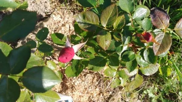 Розы сентября - Suga Moon, Red Intuition и др.